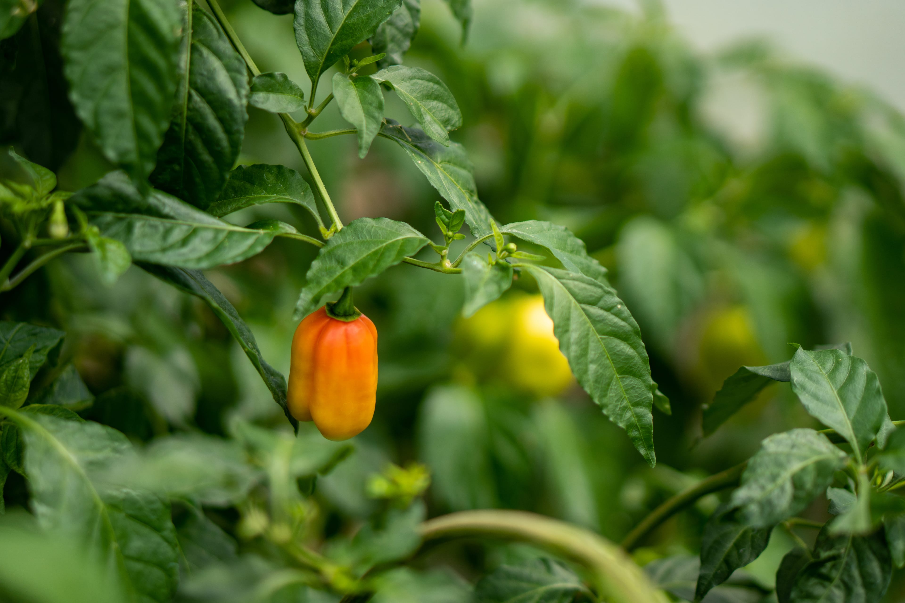 Pelón Hot Sauce Gallery Image 6