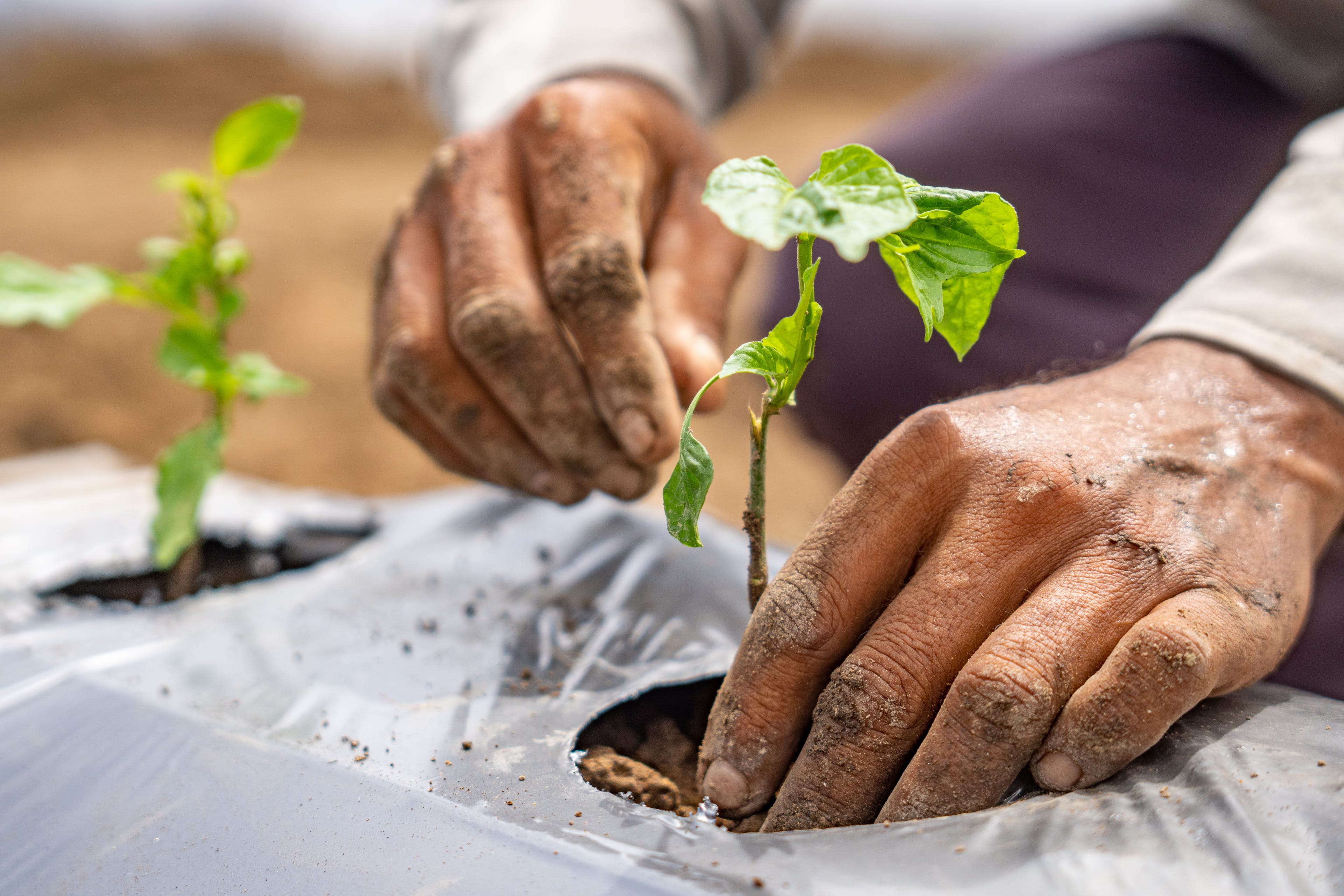 Pelón Hot Sauce Gallery Image 8
