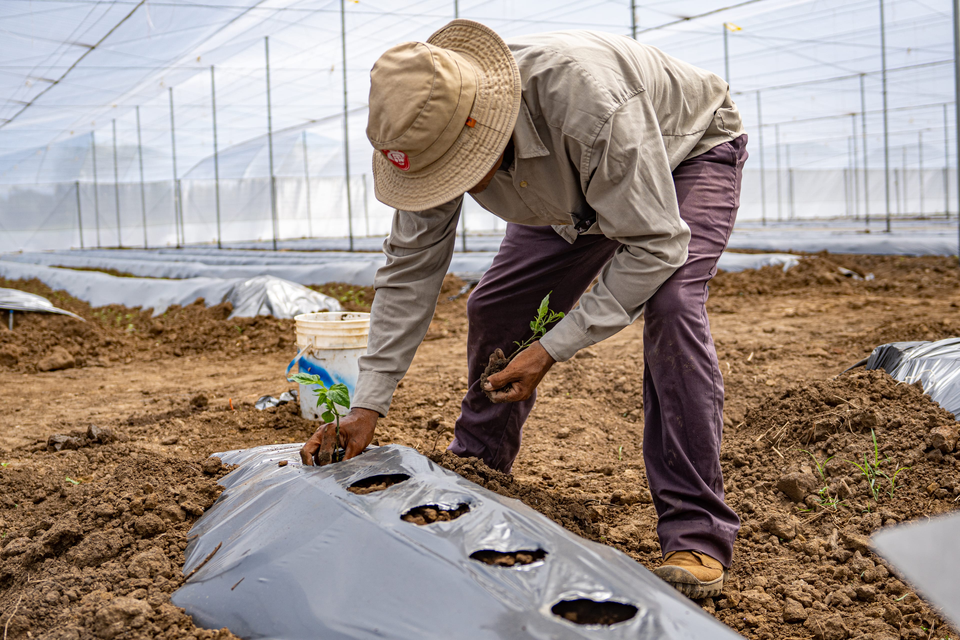 Pelón Hot Sauce Gallery Image 9